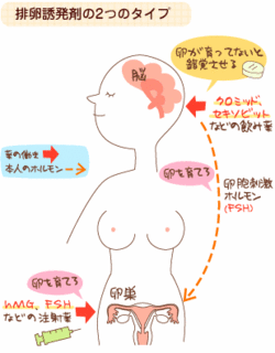 排卵誘発剤.gif